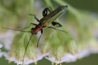 Oedemera nobilis
