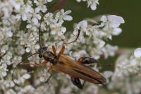 Oedemera podagrariae