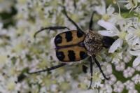 Trichius gallicus