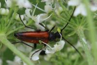 Stenurella melanura