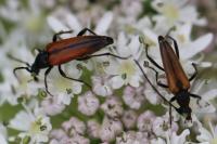 Stenurella melanura