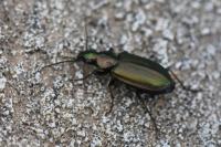 Agonum marginatum