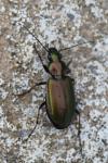 Agonum marginatum