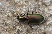 Agonum marginatum