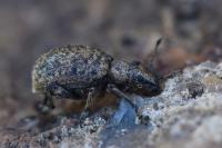 Liophloeus tessulatus