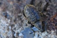 Liophloeus tessulatus
