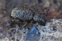 Liophloeus tessulatus
