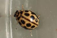 Tytthaspis sedecimpunctata
