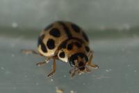 Tytthaspis sedecimpunctata