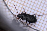 Pterostichus vernalis