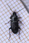 Pterostichus vernalis