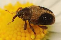 Lignyodes enucleator