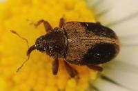Lignyodes enucleator