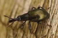 Aspidapion aeneum