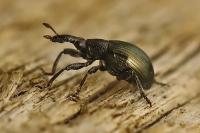 Aspidapion aeneum