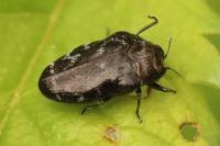 Trachys minutus