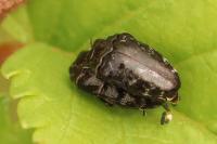 Trachys minutus