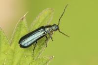 Dasytes caeruleus