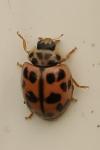 Oenopia conglobata