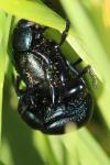 Timarcha goettingensis
