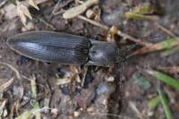 Agriotes pilosellus
