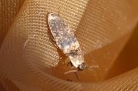 Agrypnus murinus