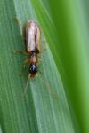 Demetrias atricapillus