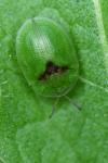 Cassida rubiginosa
