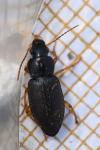Ophonus