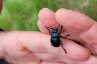 Timarcha tenebricosa