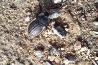 Silpha carinata
