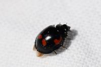 Exochomus quadripustulatus