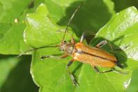 Cortodera humeralis