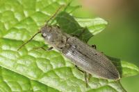 Agriotes pilosellus