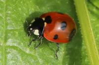 Coccinella septempunctata