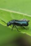 Dasytes caeruleus
