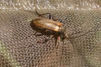 Cortodera humeralis