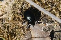 Timarcha goettingensis