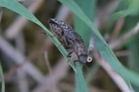 Agrypnus murinus