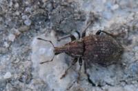Graptus triguttatus