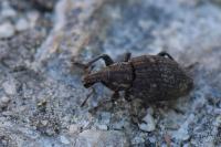 Graptus triguttatus