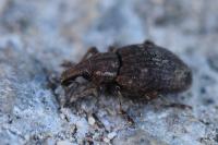 Graptus triguttatus