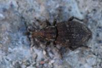 Graptus triguttatus