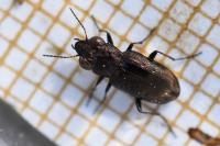 Notiophilus quadripunctatus