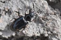 Bembidion lunulatum