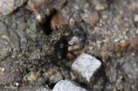 Elaphrus riparius