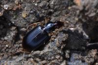 Paranchus albipes