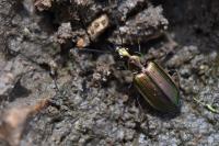 Agonum marginatum