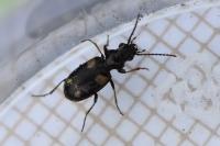Bembidion quadripustulatum