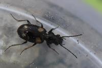 Bembidion quadripustulatum